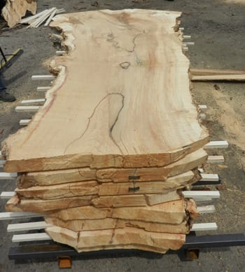 Box Elder Wood Slab from Reclaimed Tree