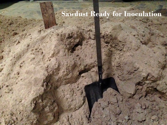 Sawdust-Ready-for-Inoculation--titledweb