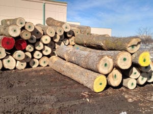 Reclaimed Urban Trees Wood From the Hood Minneapolis Twin Cities