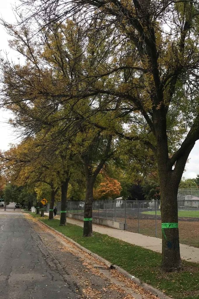 Wright County Under Emergency Quarantine for Emerald Ash Borer Wood