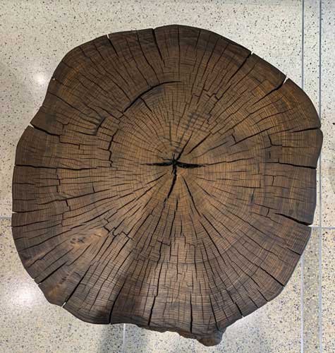 Natural Edge Elm Stump Tables Reclaimed Urban Wood From the Hood Minneapolis – HGA Architects and Engineers