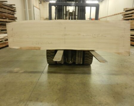 American Elm Wood Slab #1-26-21-06