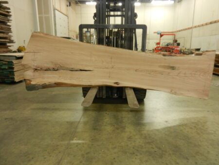 American Elm Wood Slab #2-12-21-01