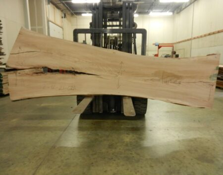 American Elm Wood Slab #2-12-21-02