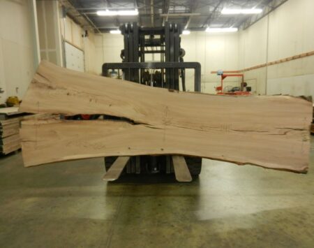 American Elm Wood Slab #2-12-21-03