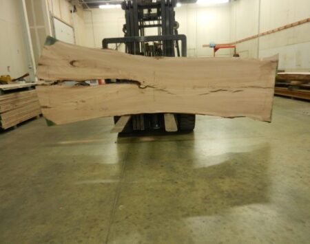 American Elm Wood Slab #2-12-21-04