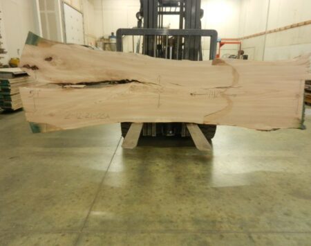 American Elm Wood Slab #2-12-21-06