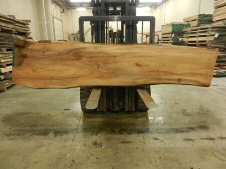 American Elm Wood Slab #8-13-21-02